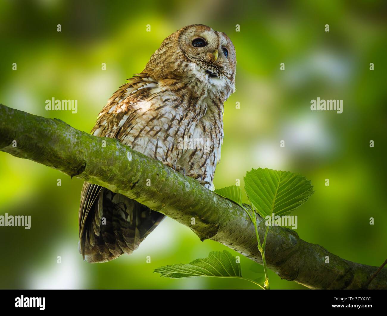 Chouette Tawny (Strix aluco) hotte perchée sur une branche d'arbre au milieu d'un feuillage vert, réserve naturelle de Thurlby Fen, Lincolnshire, Angleterre, Royaume-Uni Banque D'Images
