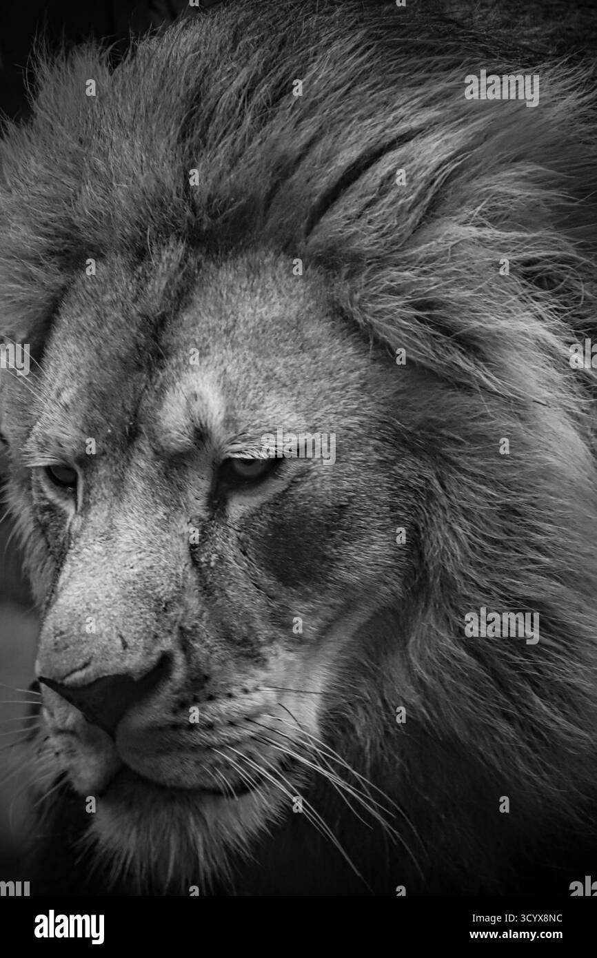 Animaux Banque D'Images