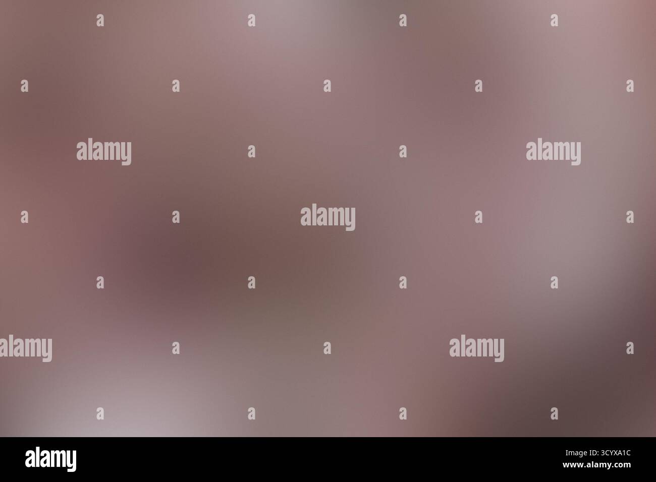 Arbre dense Magnolia en pleine floraison avec pétales roses et blancs Banque D'Images