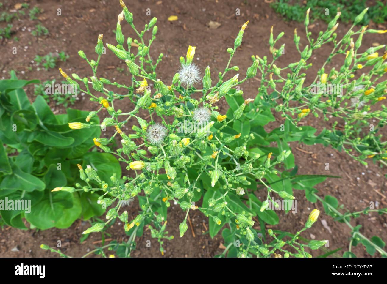 Laitue au beurre (Lactuca sativa var. Capitata) - boulonnage de laitue Butterhead dans un jardin - laitue allant à la semence. Banque D'Images