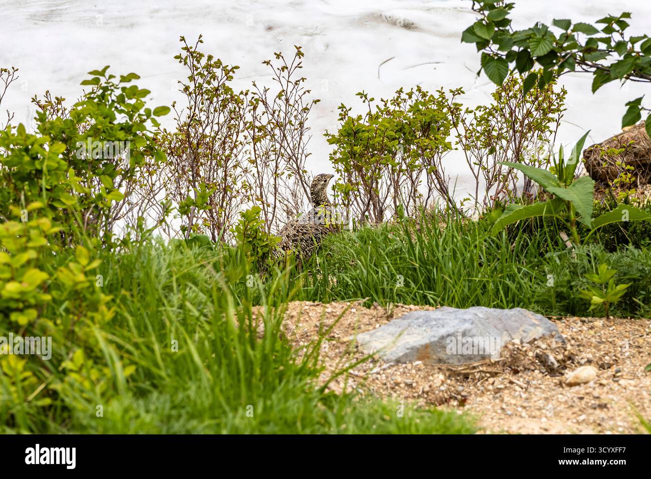 Rock ptarmigan (Raicho), montagnes Tateyama (Mont Tate), montagnes Hida, ville de Tateyama, Toyama, Japon, Asie Banque D'Images