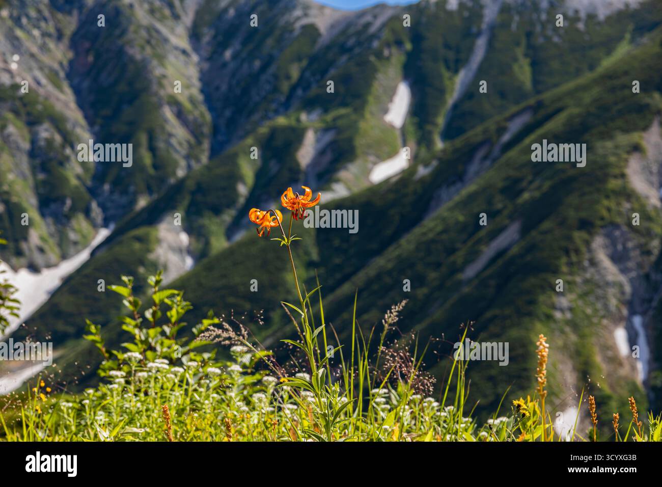 Fleurs de lis, montagnes de Tateyama (Mont Tate, 100 montagnes du Japon), montagnes de Hida, ville de Tateyama, Toyama, Japon, Asie Banque D'Images