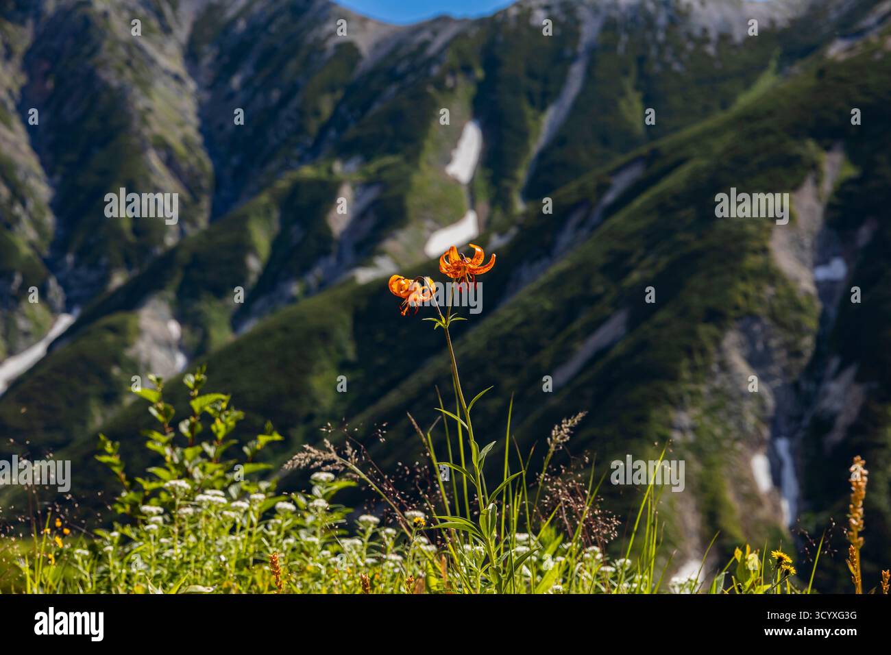 Fleurs de lis, montagnes de Tateyama (Mont Tate, 100 montagnes du Japon), montagnes de Hida, ville de Tateyama, Toyama, Japon, Asie Banque D'Images
