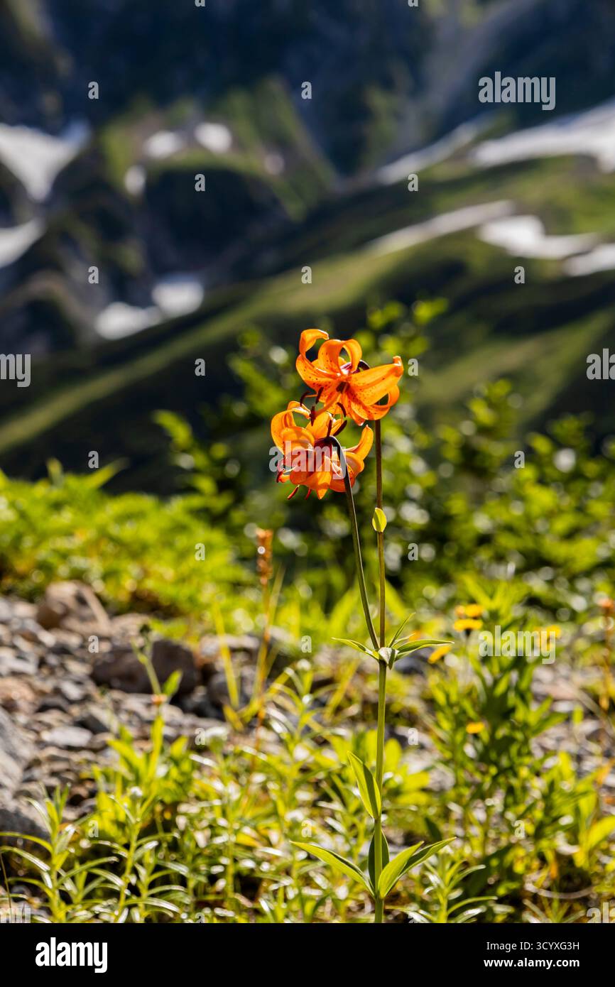 Fleurs de lis, montagnes de Tateyama (Mont Tate, 100 montagnes du Japon), montagnes de Hida, ville de Tateyama, Toyama, Japon, Asie Banque D'Images