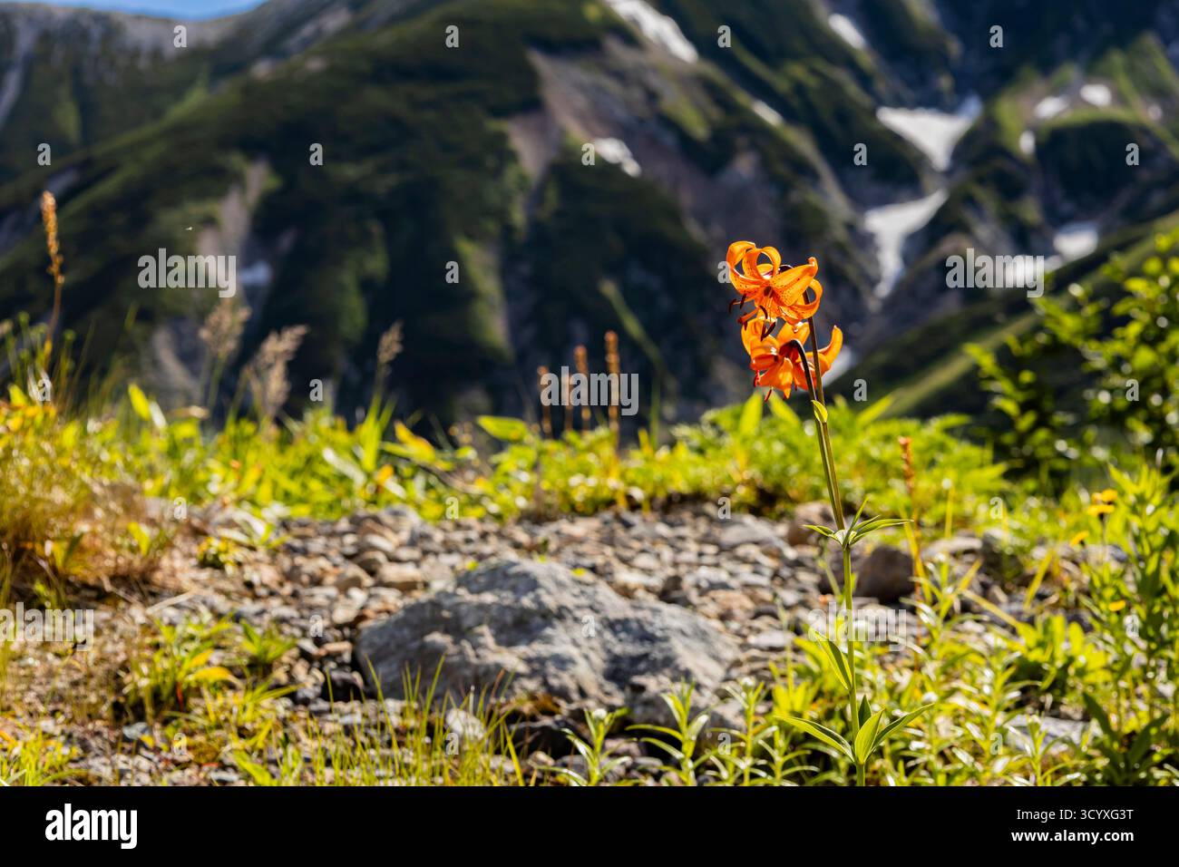 Fleurs de lis, montagnes de Tateyama (Mont Tate, 100 montagnes du Japon), montagnes de Hida, ville de Tateyama, Toyama, Japon, Asie Banque D'Images