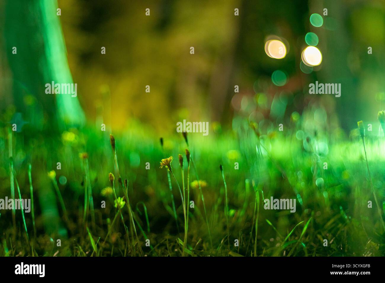 Herbe luxuriante avec des bourgeons au crépuscule. Vue macro de brins d'herbe verte et de minuscules fleurs jaunes émergeant du sol le soir, avec une lig bokeh floue Banque D'Images