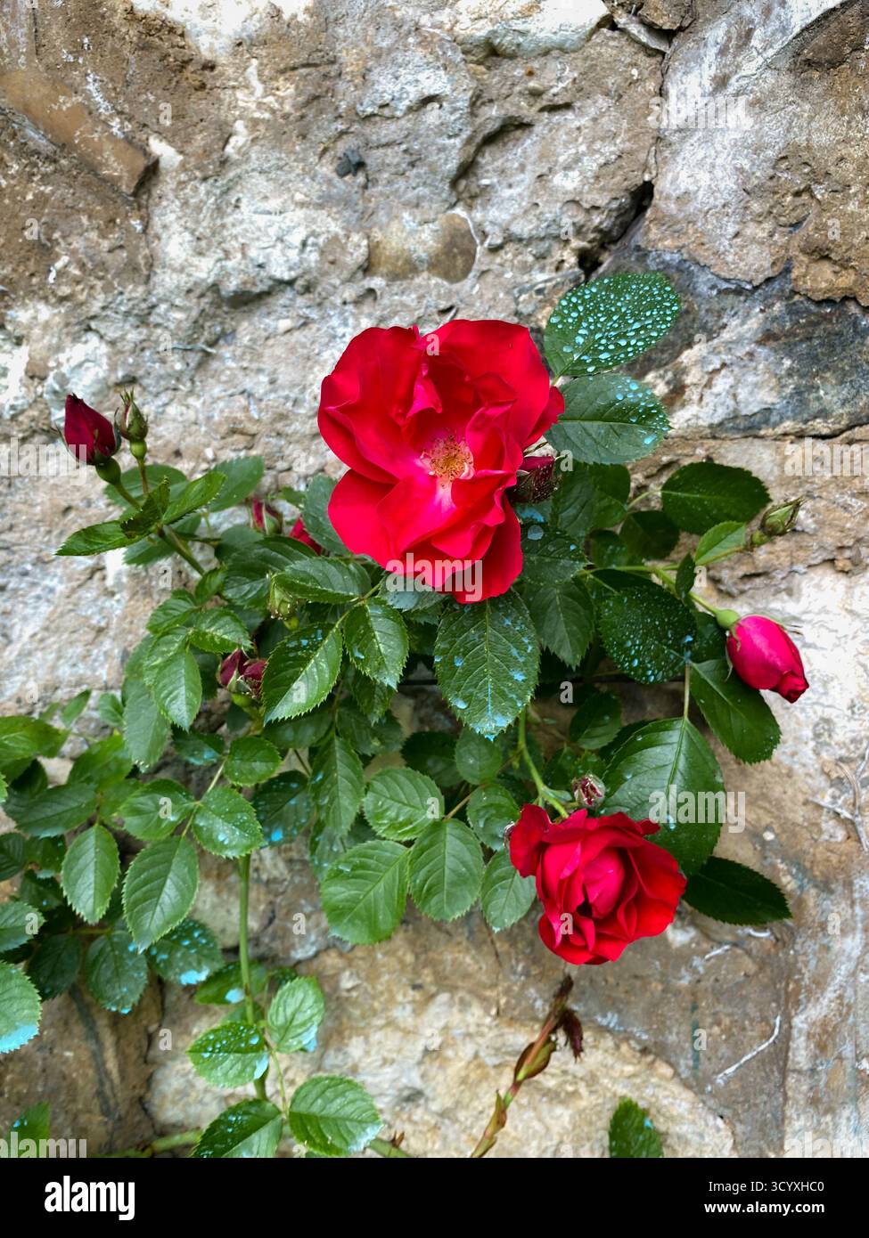 Roses rouges fleurissant contre un vieux mur de pierre Banque D'Images
