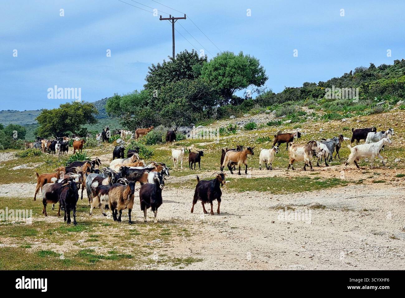 Un paysage pastoral pittoresque avec un troupeau de chèvres sur l'île de Céphalonie, en Grèce Banque D'Images