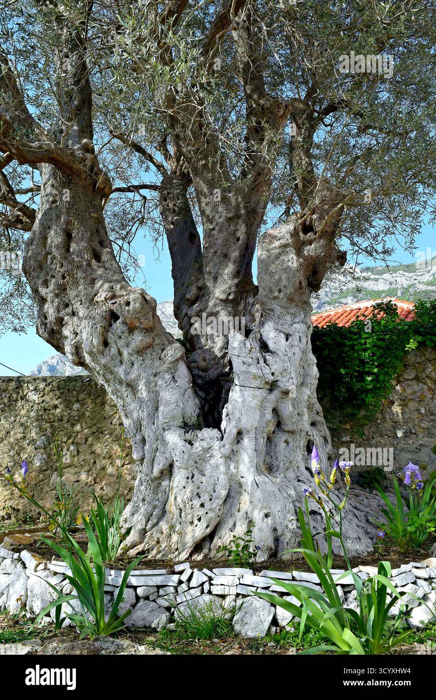 Une vue d'un ancien olivier avec un tronc épais et noueux en Albanie Banque D'Images