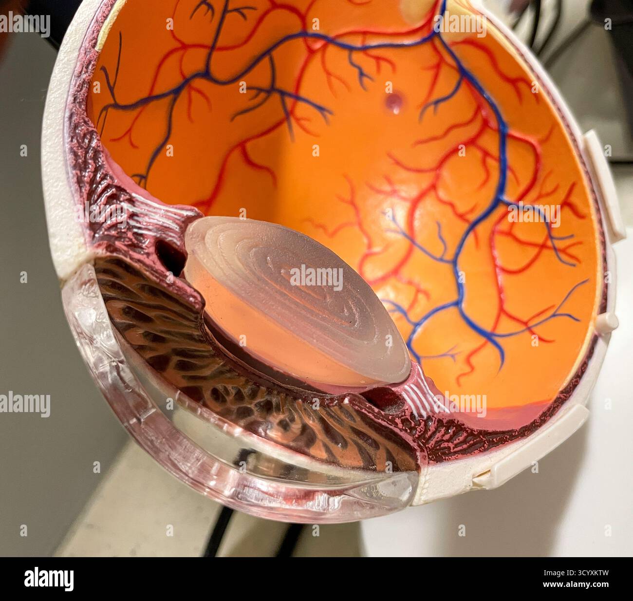 Coupe transversale de modèle d'œil humain, 2025, États-Unis - Image de stock capturée avec un smartphone