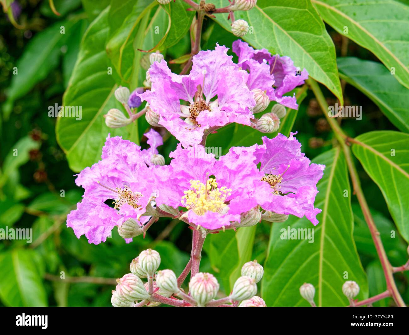 Gros plan botanique de la fierté des fleurs roses de l'Inde également connu sous le nom de Lagerstroemia speciosa ou fleur de Queens. Banque D'Images