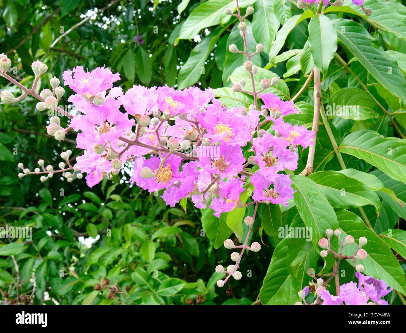 Gros plan botanique de la fierté des fleurs roses de l'Inde également connu sous le nom de Lagerstroemia speciosa ou fleur de Queens. Banque D'Images