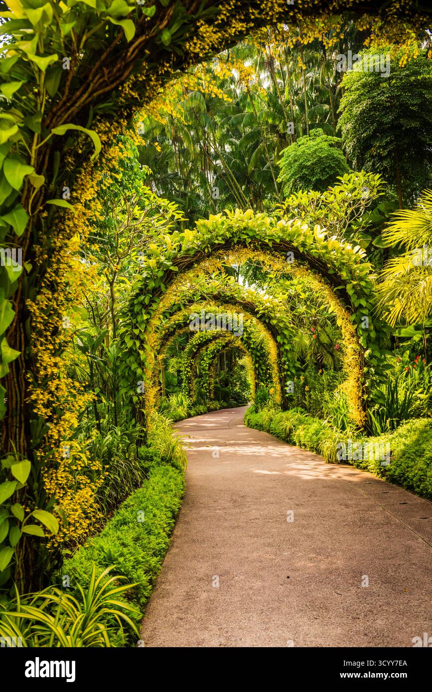 Singapour - 20 octobre 2018 : superbes arches argentées couvertes de plantes à air dans les jardins botaniques de Singapour, le seul jardin tropical à avoir été désigné Banque D'Images