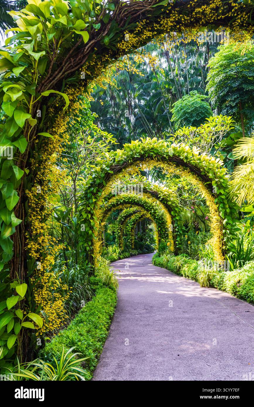 Singapour - 20 octobre 2018 : superbes arches argentées couvertes de plantes à air dans les jardins botaniques de Singapour, le seul jardin tropical à avoir été désigné Banque D'Images