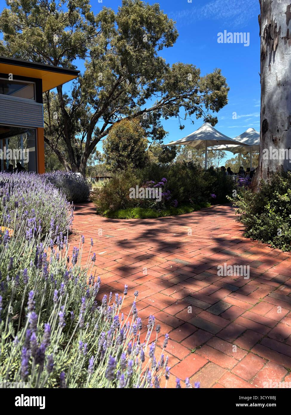 Les gens assis et mangeant dehors parmi les arbres au Maggie Beer Farm Shop and the Eatery, Barossa Valley, près d'Adélaïde, Australie méridionale. Pas DE MR ou PR Banque D'Images