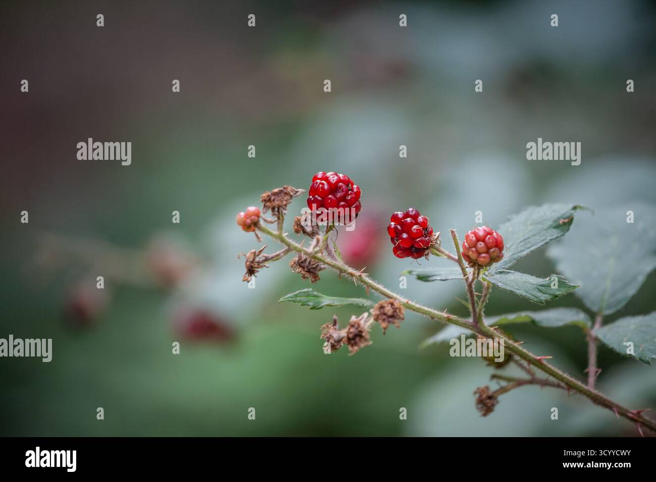 Vue rapprochée de mûres rouges non mûres sur une ronce de rubus épineuse, capturée avec une faible profondeur de champ. La grappe est assise sur une tige épineuse avec des feuilles, Banque D'Images