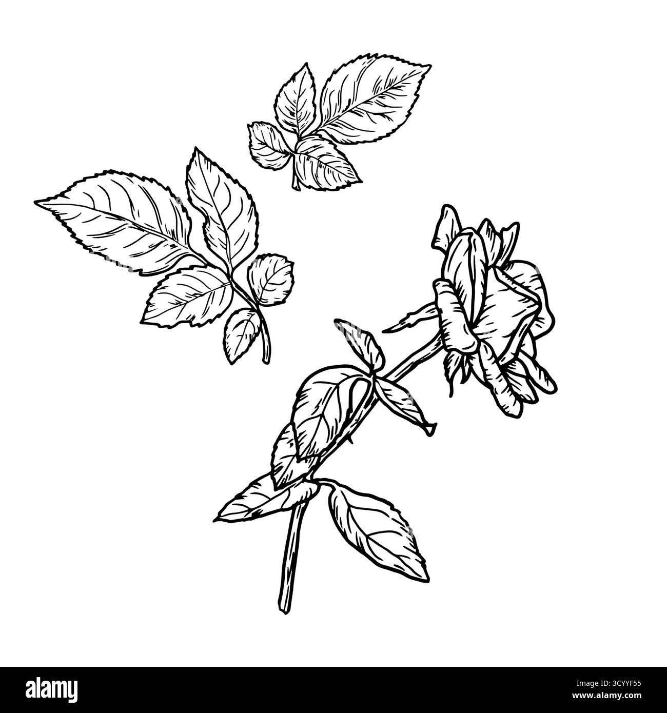 Une rose sur tige mince avec un bourgeon et une feuille, un croquis noir et blanc. Illustration vectorielle. Fleurs gracieuses avec des bourgeons, feuillage luxuriant, isolé sur blanc Illustration de Vecteur