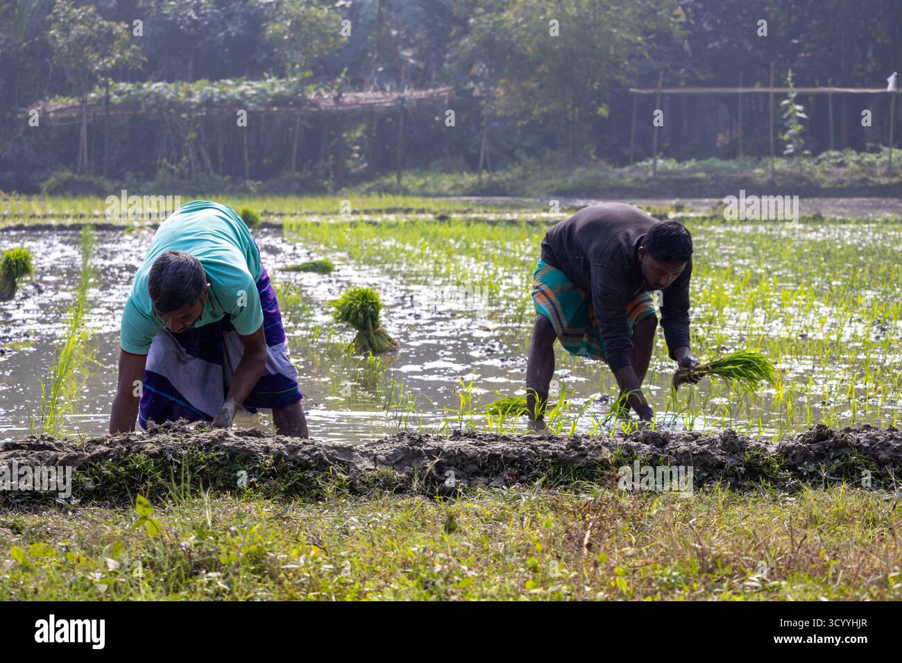 Les agriculteurs du village bangladais plantent du riz dans les rizières aqueuses. Beau paysage de village du Bangladesh. Banque D'Images