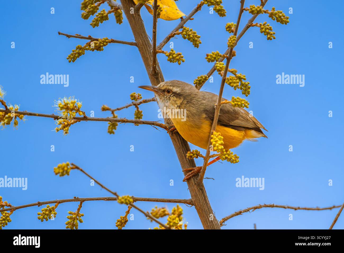 Silver Bird perché sur un buisson jaune fleuri Banque D'Images