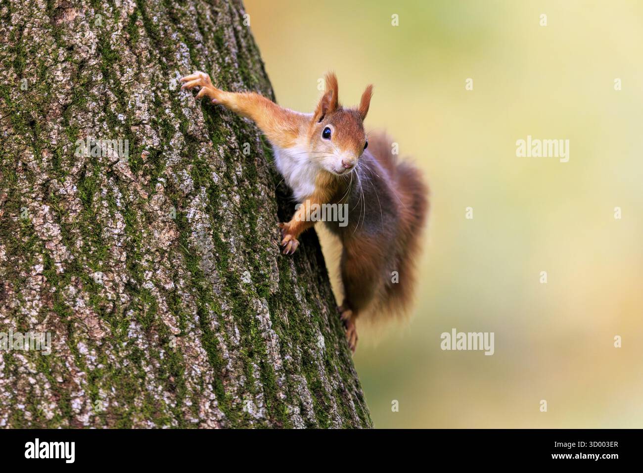 Un écureuil s'accroche au tronc avec ses pattes déployées et regarde attentivement, écureuil (Sciurus vulgaris), faune, Allemagne Banque D'Images Un écureuil s'accroche au tronc avec ses pattes déployées et regarde attentivement, écureuil (Sciurus vulgaris), faune, Allemagne Banque D'Images