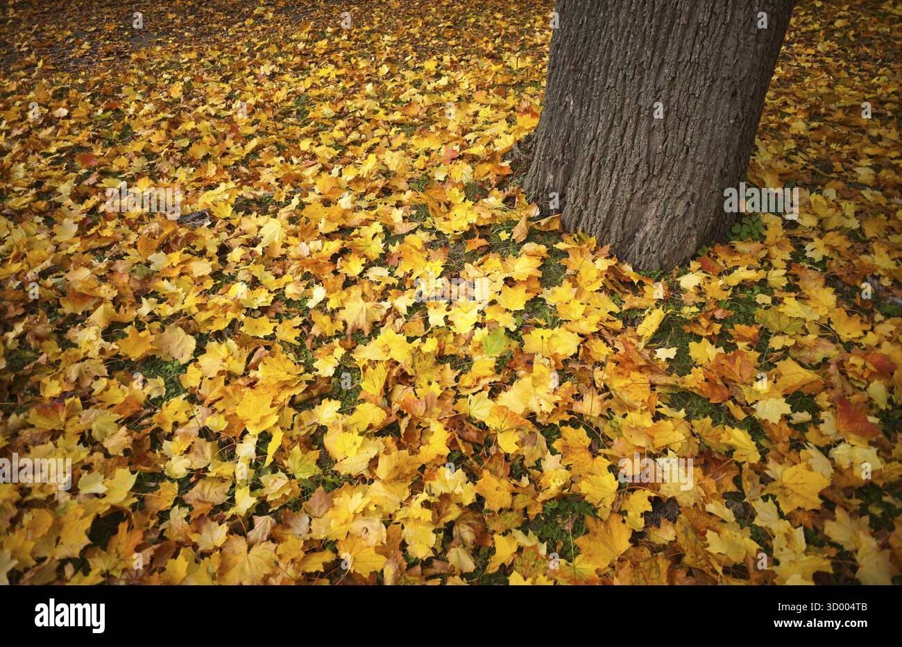 Feuilles d'automne, feuilles, tronc d'arbre, cimetière principal, automne, automne, humeur automnale, Stuttgart, Bade-Wuerttemberg, Allemagne Banque D'Images Feuilles d'automne, feuilles, tronc d'arbre, cimetière principal, automne, automne, humeur automnale, Stuttgart, Bade-Wuerttemberg, Allemagne Banque D'Images