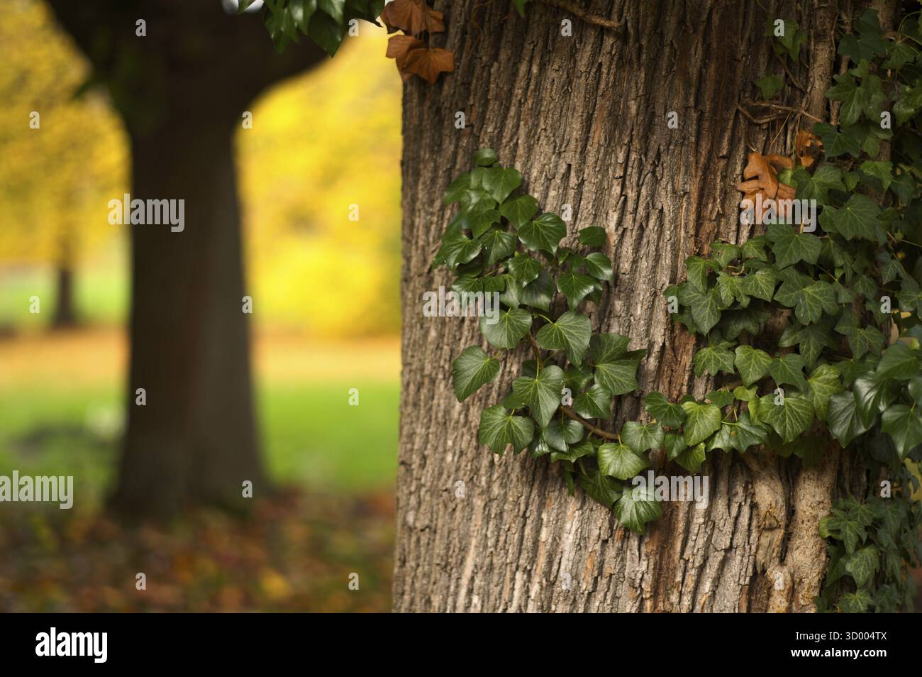 Lierre sur le tronc d'arbre, cimetière principal, automne, automne, humeur d'automne, Stuttgart, Bade-Wuerttemberg, Allemagne Banque D'Images Lierre sur le tronc d'arbre, cimetière principal, automne, automne, humeur d'automne, Stuttgart, Bade-Wuerttemberg, Allemagne Banque D'Images
