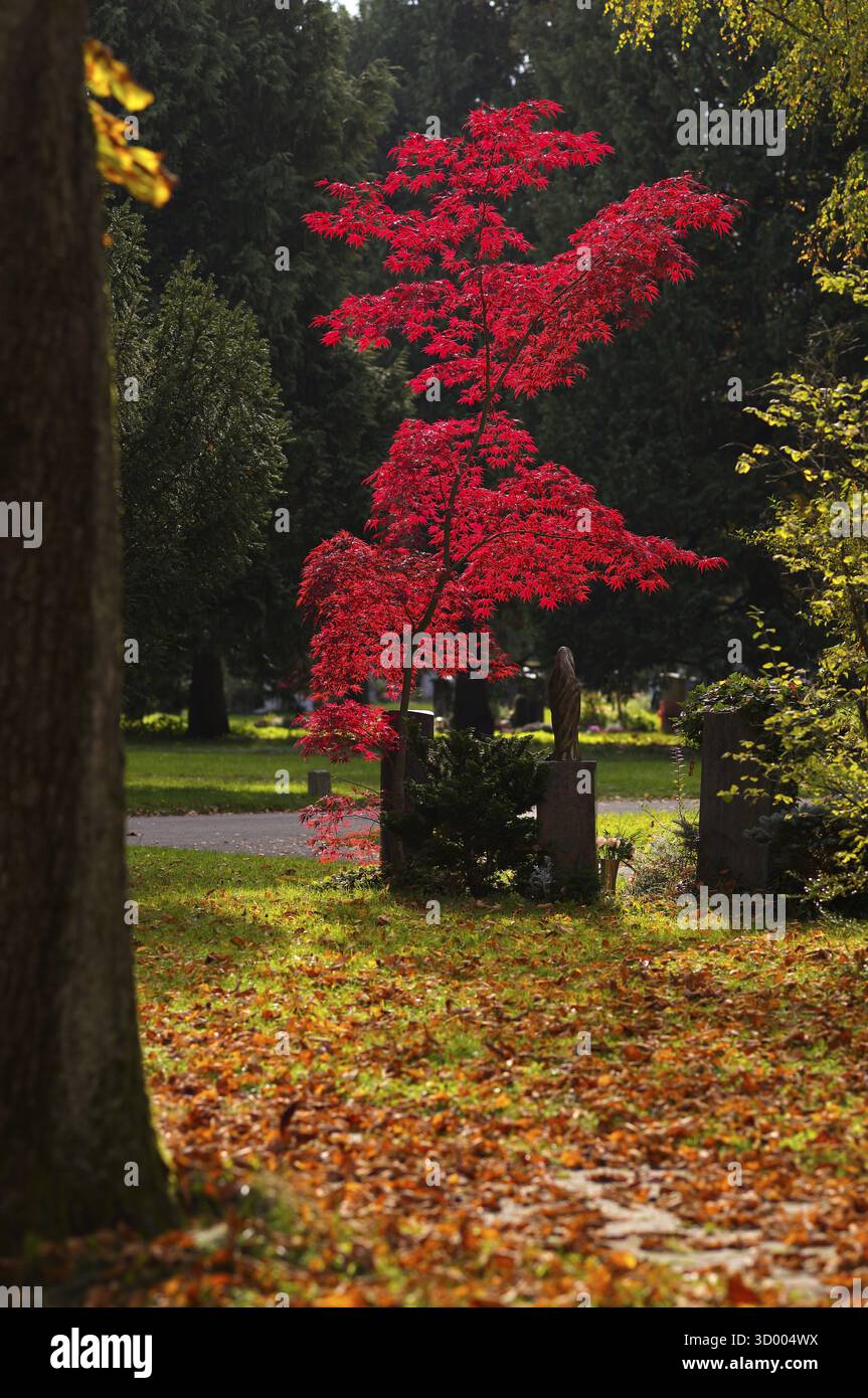 Érable, érable, rouge, arbres, tombe, tombes, pierres tombales, parc, feuilles d'automne, cimetière principal, automne, automne, humeur d'automne, Stuttgart, Baden-Wuerttembe Banque D'Images Érable, érable, rouge, arbres, tombe, tombes, pierres tombales, parc, feuilles d'automne, cimetière principal, automne, automne, humeur d'automne, Stuttgart, Baden-Wuerttembe Banque D'Images