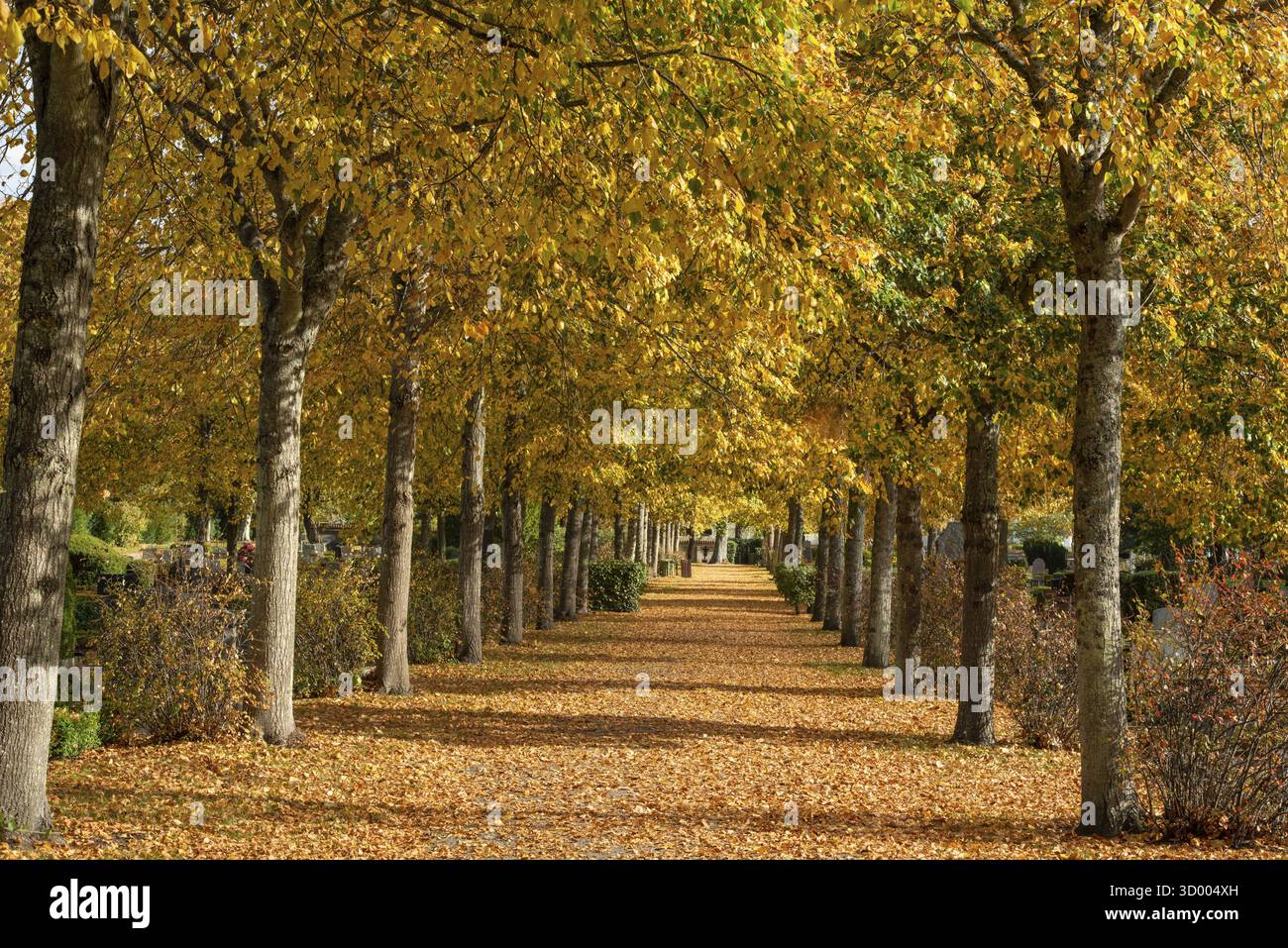 Ruelle avec des tilleuls de couleur automnale et avec des feuilles jaunes sur le sol à Ystad, comté de Skane, Suède, Scandinavie Banque D'Images Ruelle avec des tilleuls de couleur automnale et avec des feuilles jaunes sur le sol à Ystad, comté de Skane, Suède, Scandinavie Banque D'Images