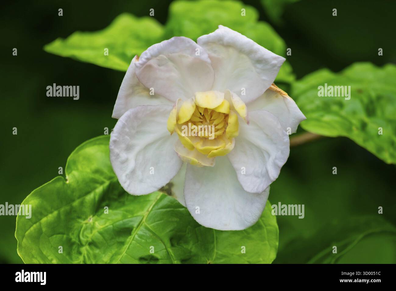 Arbuste à épices chinois (Calycanthus chinensis), fleur, pays-Bas Banque D'Images