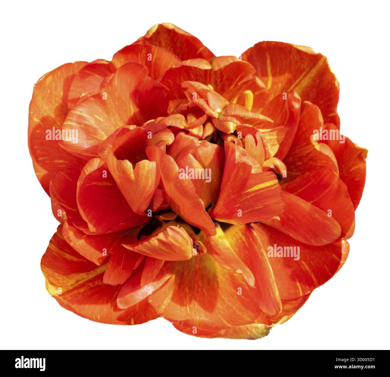 Tulipa gesneriana isolé sur fond blanc Banque D'Images