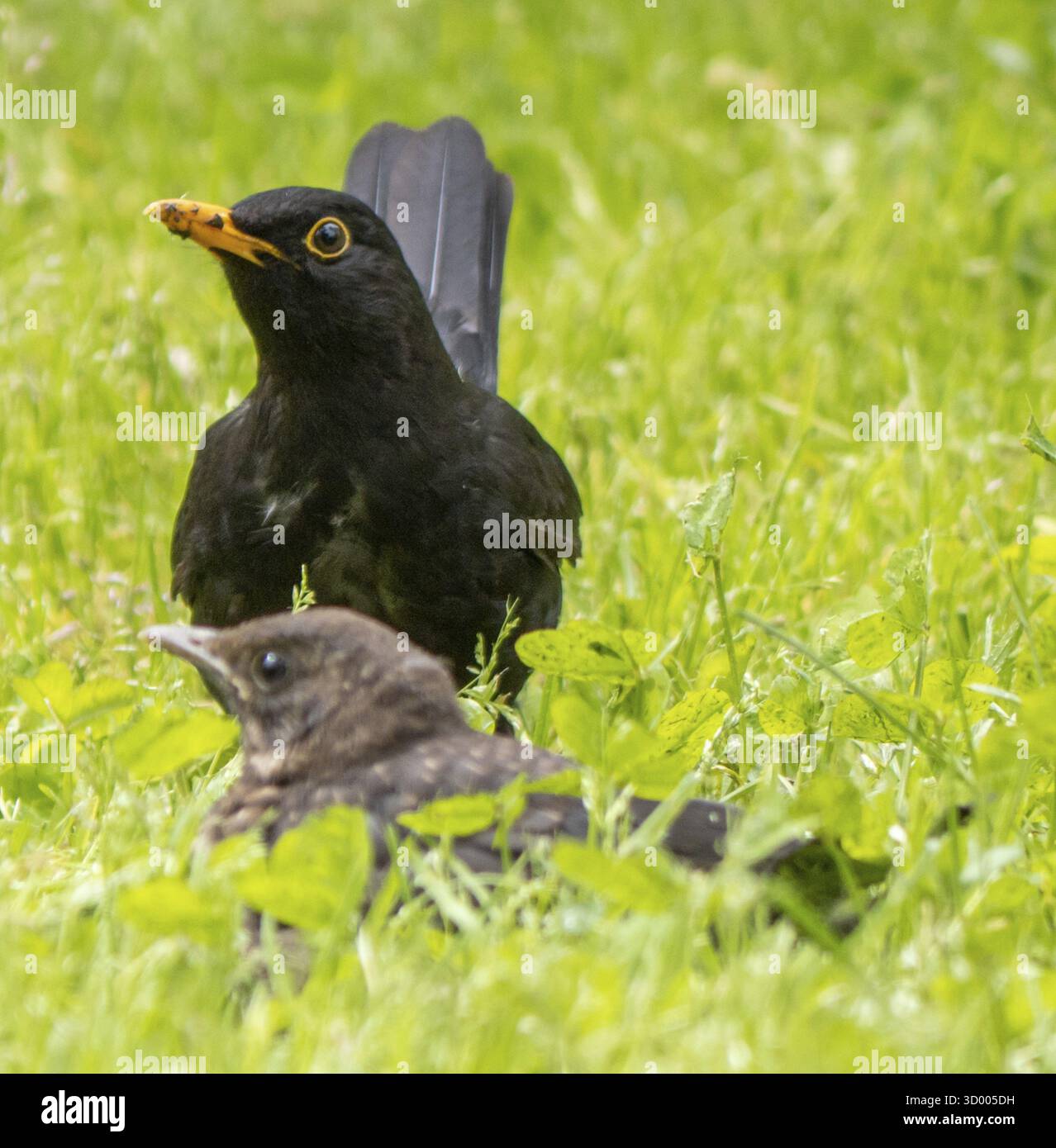 Gros plan portrait de Blackbird et poussin Banque D'Images