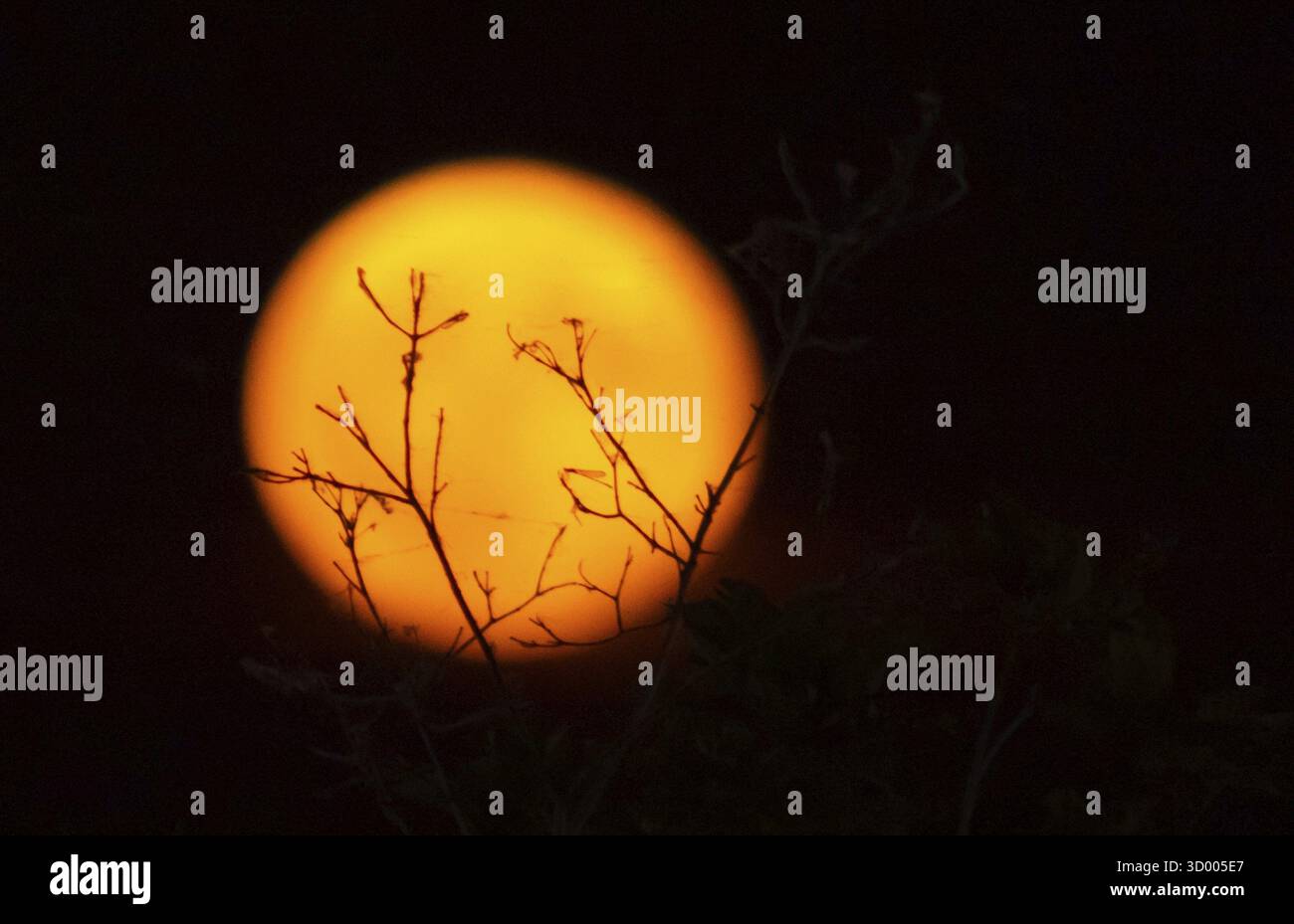 Pleine lune rouge entre les branches Banque D'Images