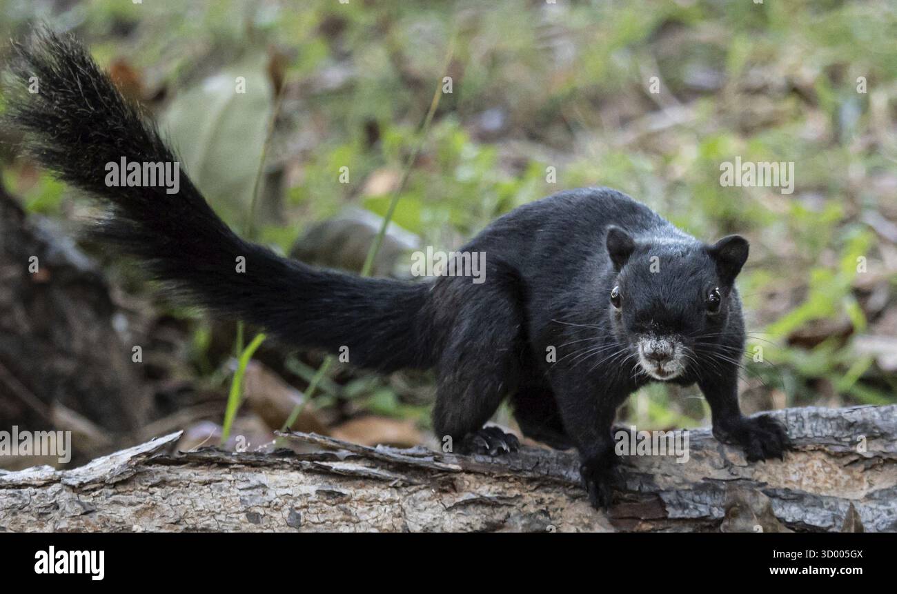 L'écureuil noir est debout sur une bûche. Il a une queue noire et regarde vers le haut Banque D'Images