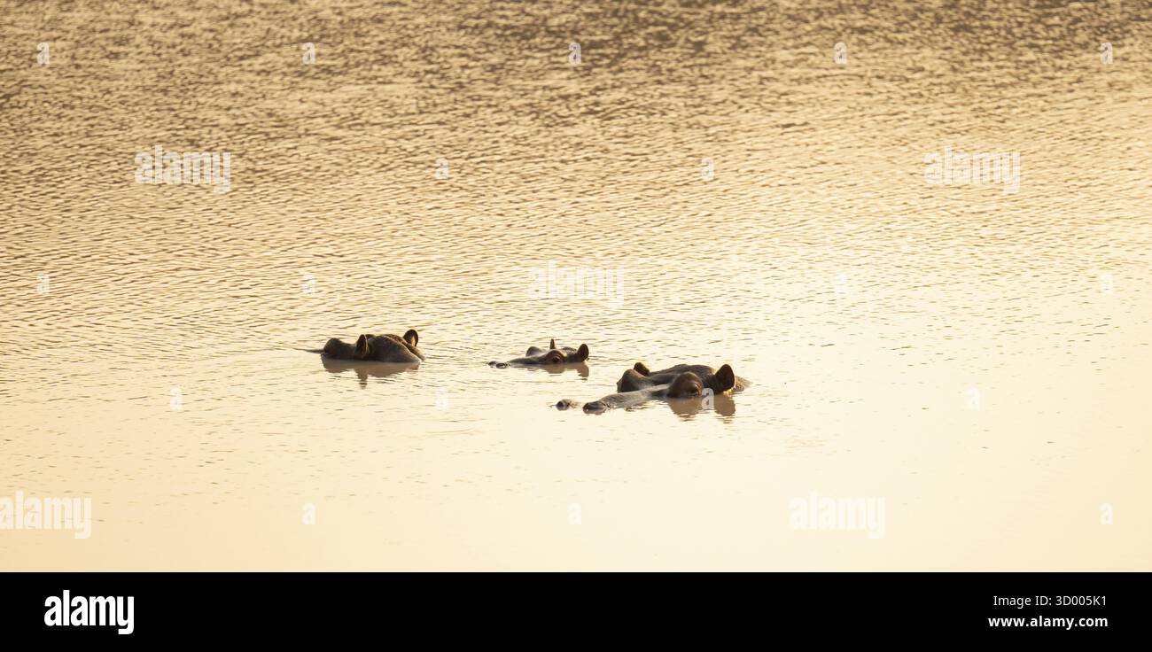 Hippopotames appelés hippopotame - Hippopotame, dans le parc national Kruger - Parc national Kruger Afrique du Sud Hippopotame appelé hippopotame - Hippo, dans le parc national Kruger N Banque D'Images