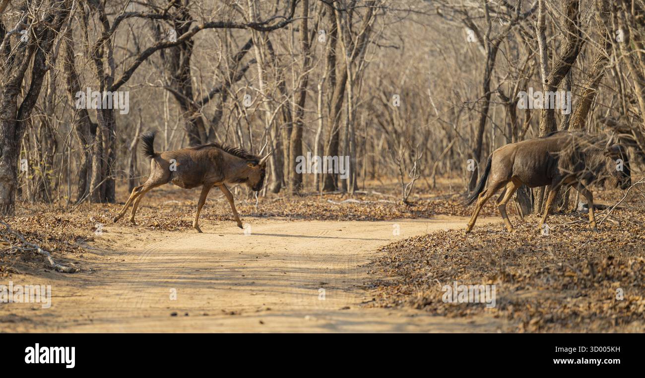 Animaux africains rayés gnu dans la brousse du parc national Kruger - Parc national Kruger Afrique du Sud animaux africains gnous bleu dans la brousse de Kru Banque D'Images