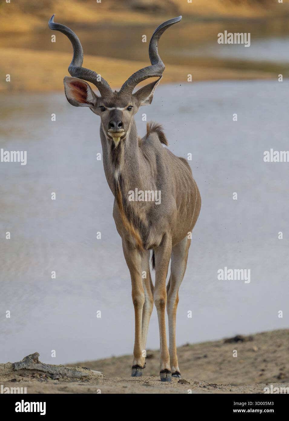 Animaux africains mâle Grand Kudu Strepsiceros dans le parc national Kruger - Parc national Kruger Afrique du Sud animaux africains mâle Grand Kudu Strepsicero Banque D'Images