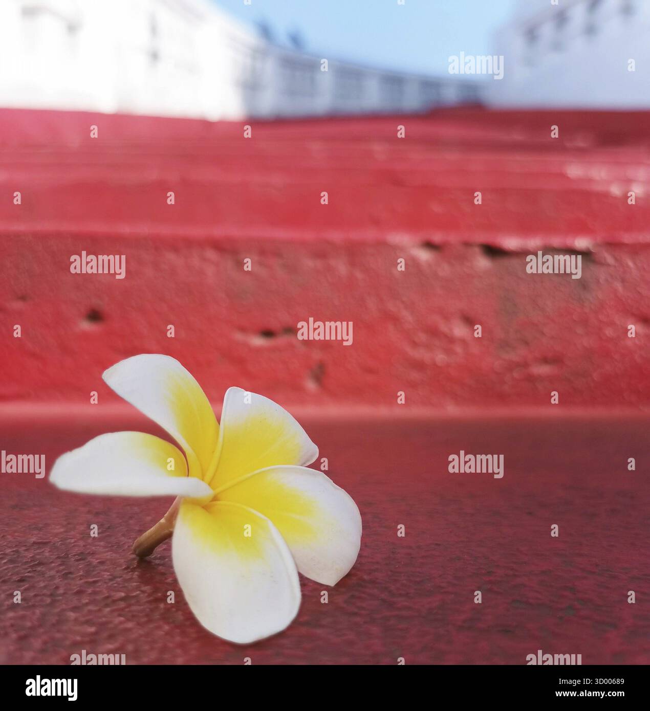 Plumeria fleurit sur un escalier rouge Banque D'Images
