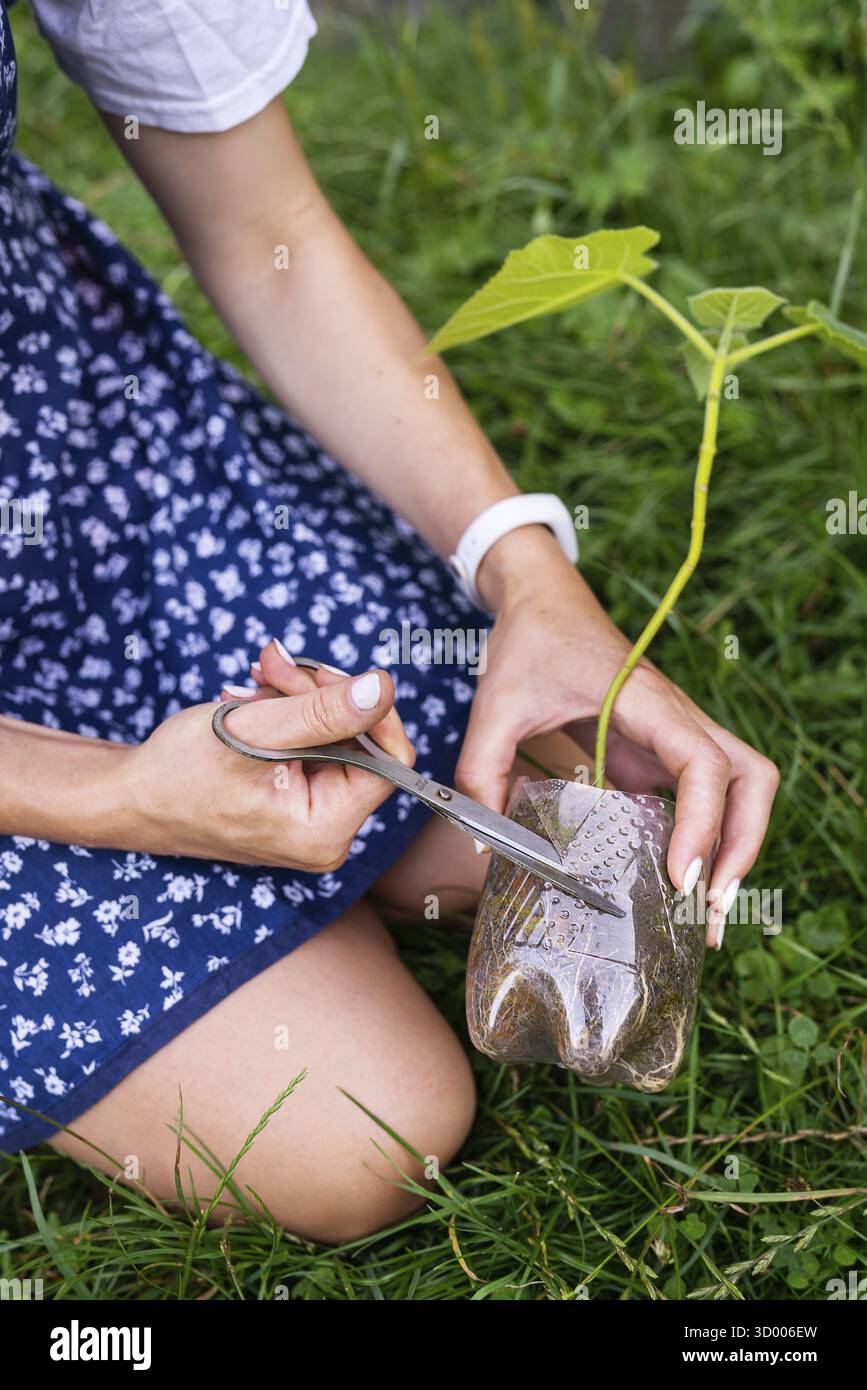 Jeune paulownia vert. Culture d'arbres à fleurs par un jardinier à l'échelle industrielle. Processus d'atterrissage Banque D'Images