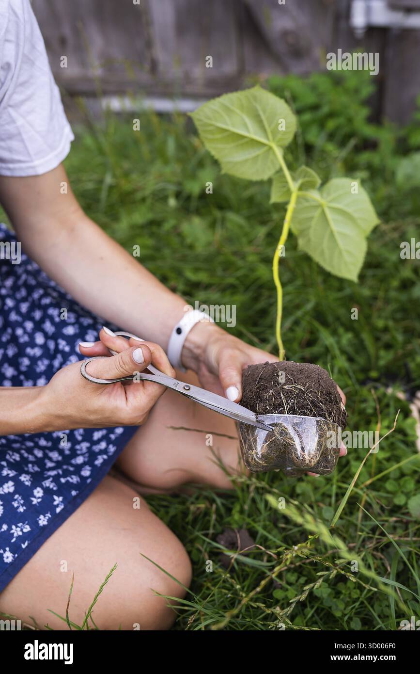 Jeune paulownia vert. Culture d'arbres à fleurs par un jardinier à l'échelle industrielle. Processus d'atterrissage Banque D'Images