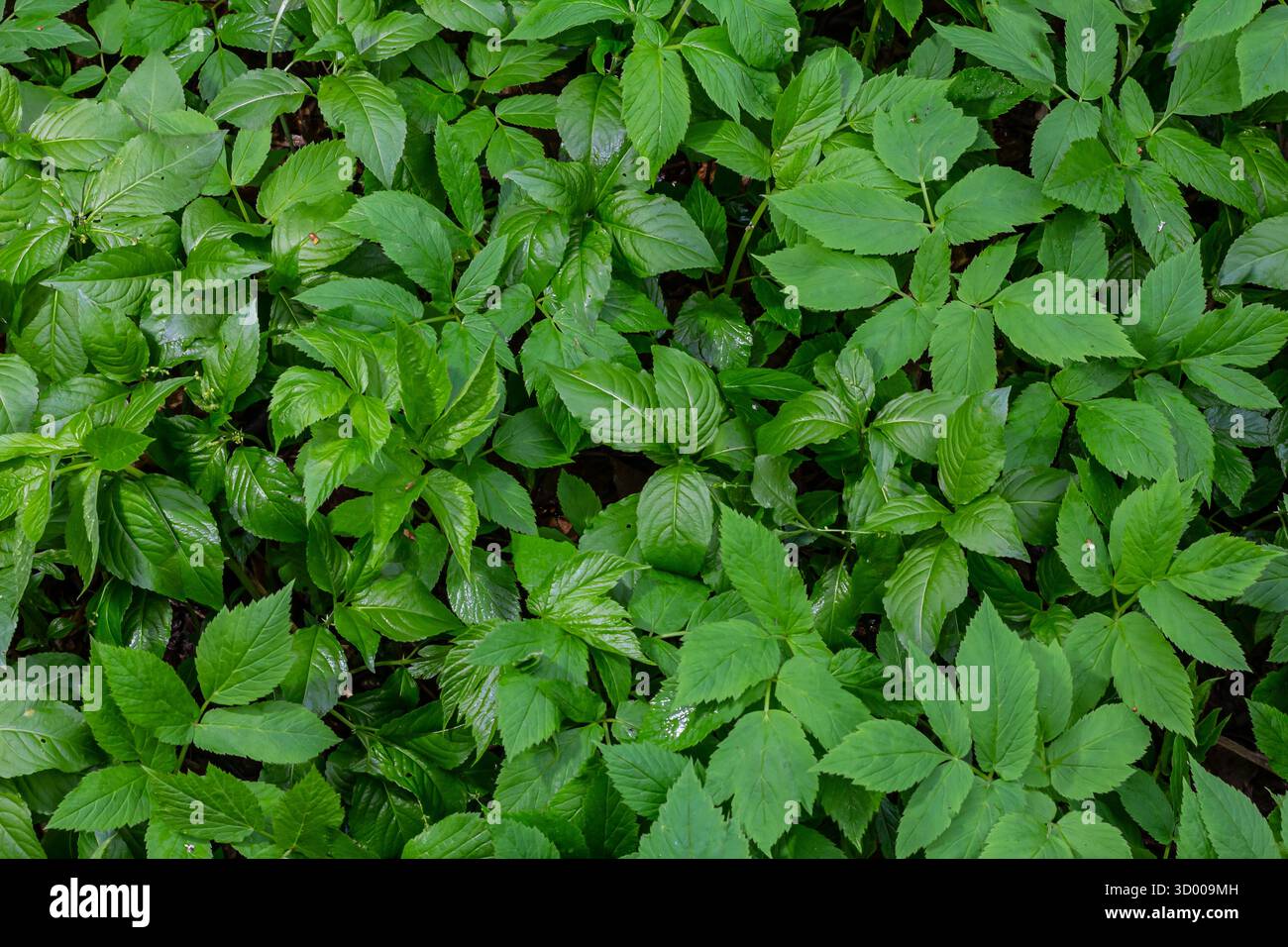une couche dense de feuilles vertes fraîches s'étend sur le sol de la forêt créant un tapis naturel qui prospère sous la lumière du soleil soulignant la beauté de l'extérieur Banque D'Images