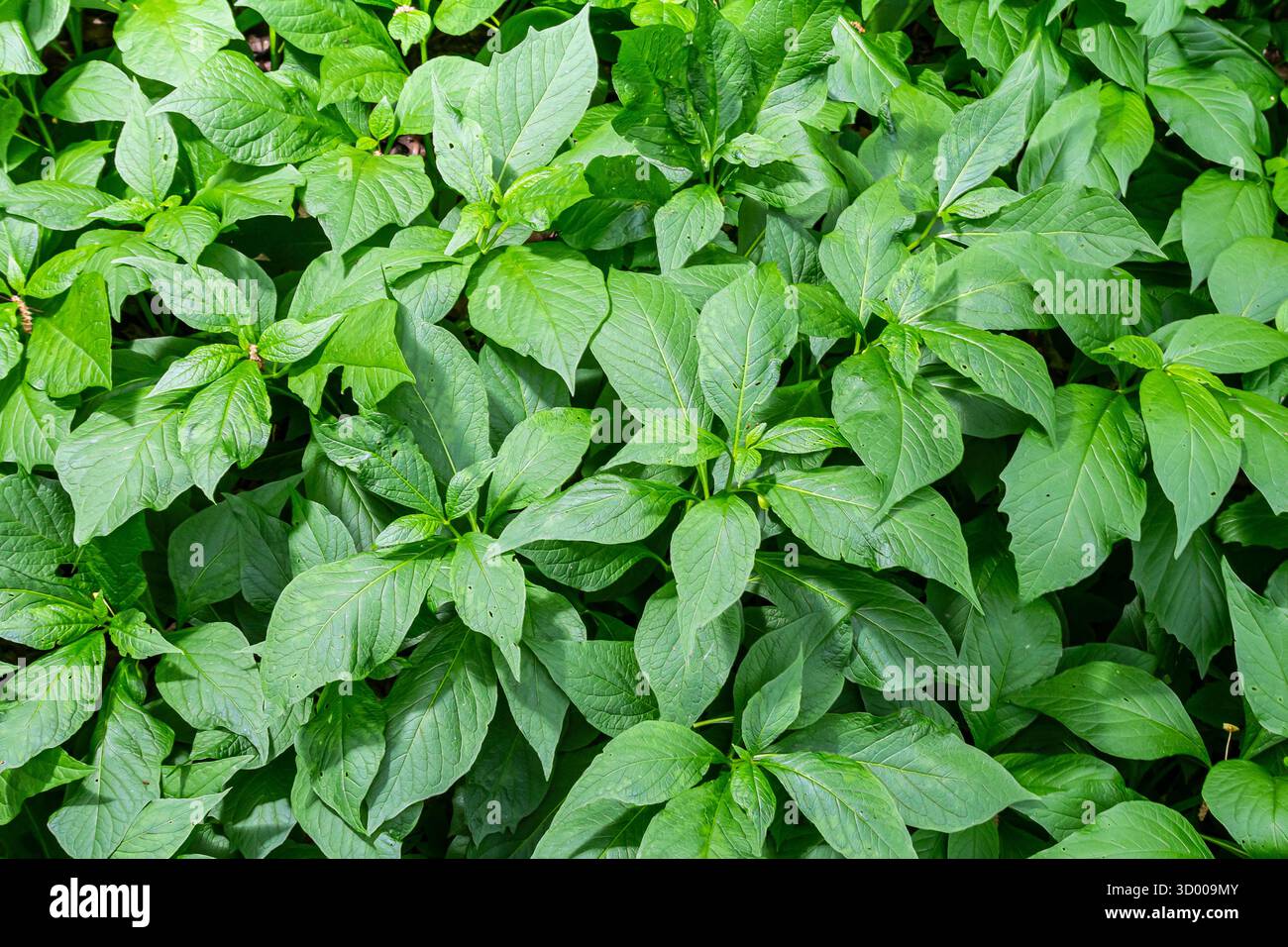 Feuillage dense de feuilles vertes forme un tapis riche sur le sol mettant en valeur la beauté de la nature dans un environnement ensoleillé. Banque D'Images