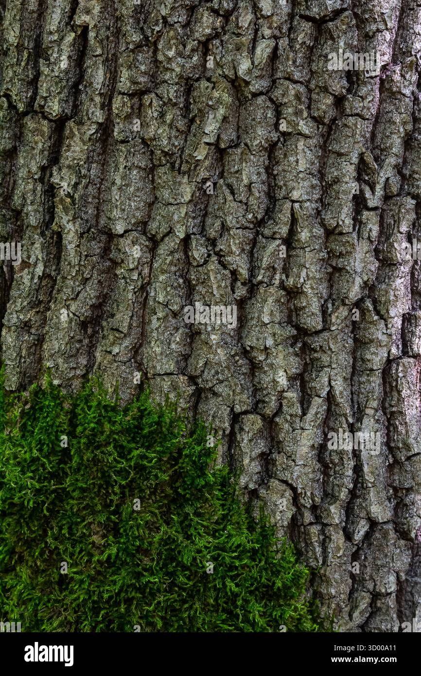 L'écorce d'arbre texturée affiche des motifs complexes tandis que la mousse verte vibrante prospère à la base mettant en valeur la beauté de la nature dans une forêt tranquille setti Banque D'Images