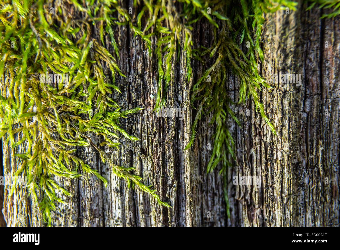 Green Moss prospère sur une surface en bois vieilli mettant en valeur sa texture riche et sa couleur vive dans un cadre extérieur serein par une journée ensoleillée. Banque D'Images
