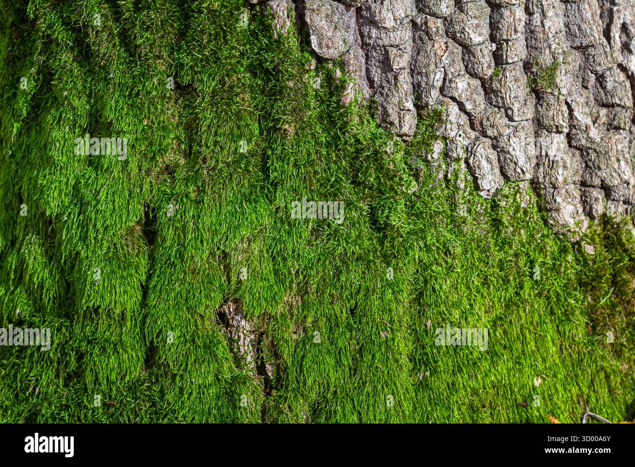 Moss prospère sur la surface rugueuse de l'écorce d'arbre créant un contraste vert vibrant avec la texture naturelle du bois dans un cadre forestier paisible. Banque D'Images