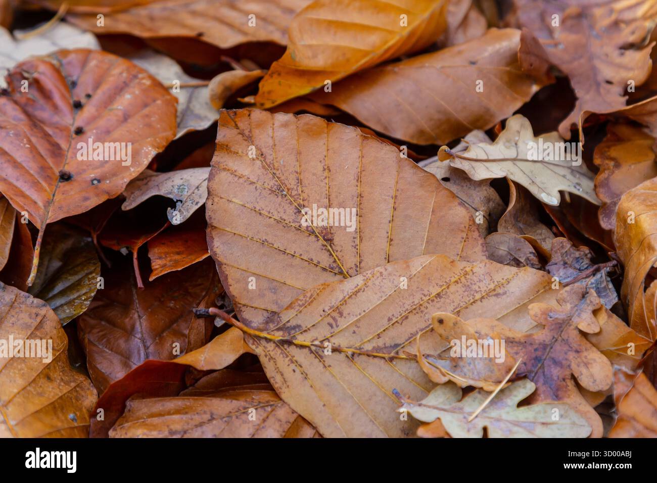 Une variété de feuilles brunes recouvrent le sol forestier affichant des textures et des motifs complexes sous la douce lumière du soleil de l'après-midi en automne. Banque D'Images