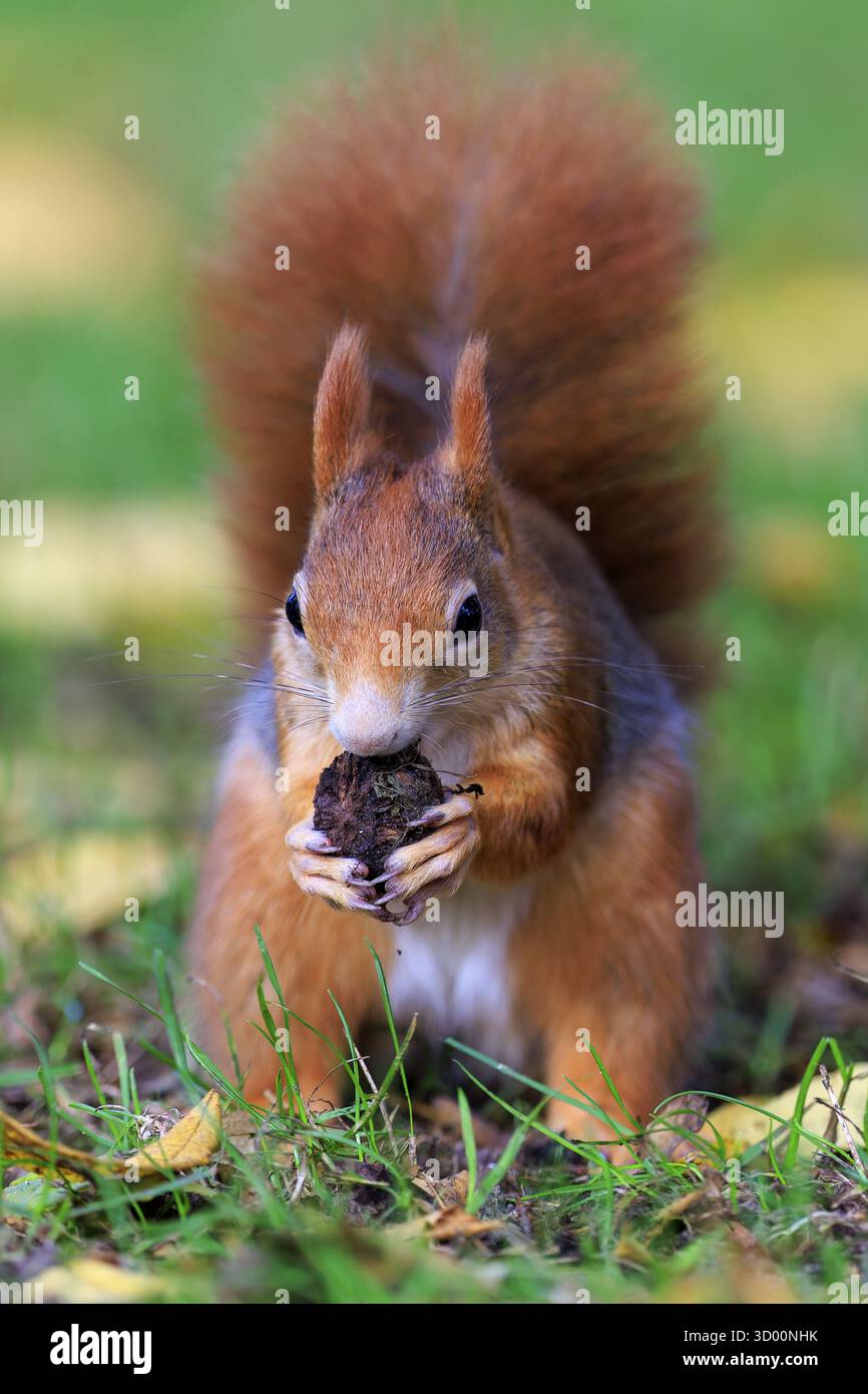 Écureuil tenant une noix avec les deux pattes et regardant droit devant, écureuil (Sciurus vulgaris), faune, Allemagne Banque D'Images Écureuil tenant une noix avec les deux pattes et regardant droit devant, écureuil (Sciurus vulgaris), faune, Allemagne Banque D'Images