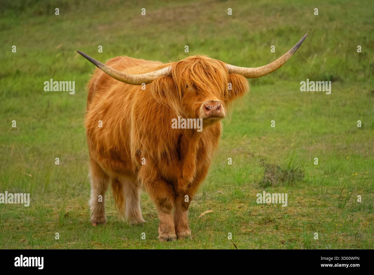 Vache écossaise Highland avec une fourrure brune douce regardant vers l'avant, un seul œil visible sous sa frange, debout sur l'herbe verte. Banque D'Images