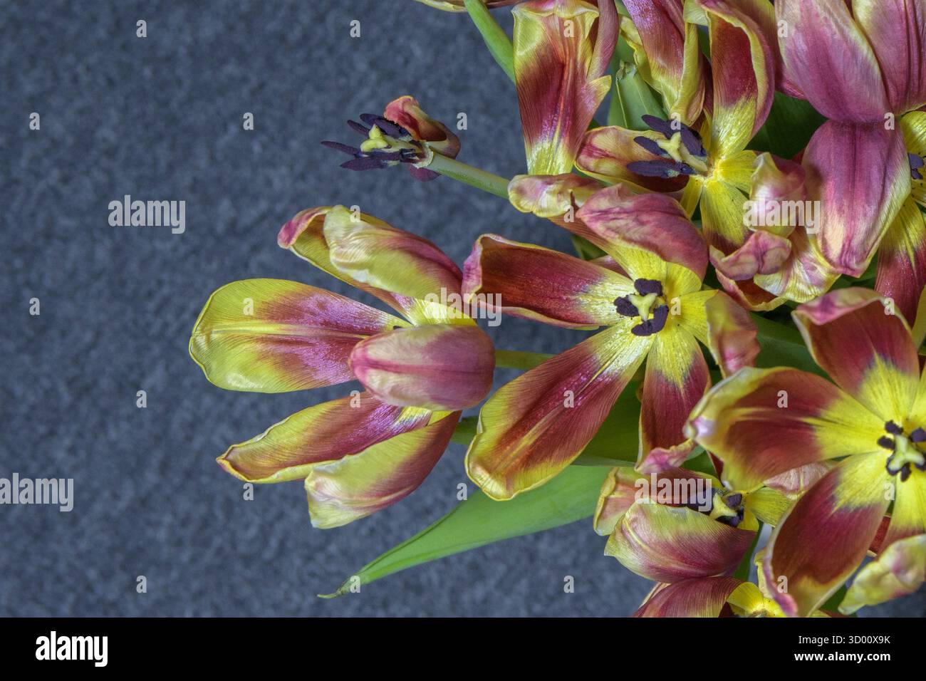 Gros plan de tulipes jaune-rouge décolorées sur un fond gris, vue de dessus Banque D'Images