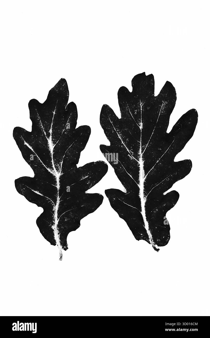 Image graphique monochrome de deux feuilles de chêne anglais Banque D'Images