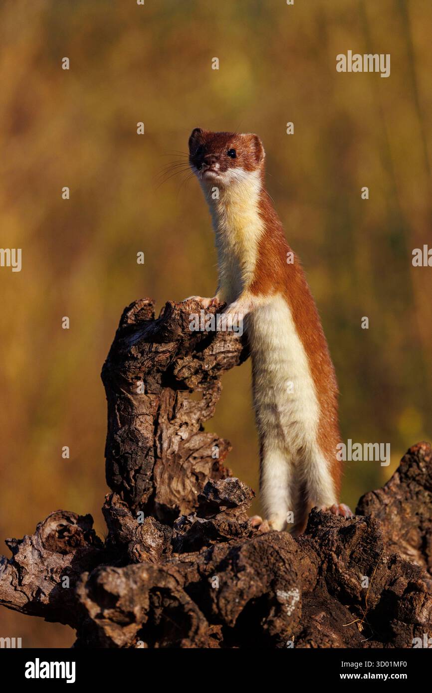 Espagne, Communauté de Castille-et-Léon, province de Léon, Riano, Stoat (Mustela erminea) en manteau d'été, animal captif dans un enclos Banque D'Images